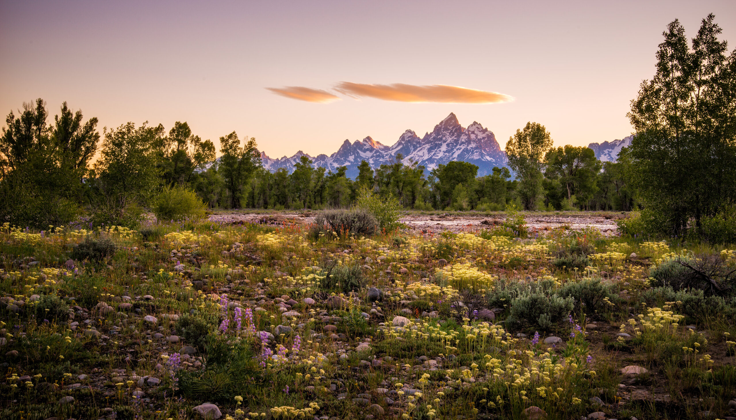 Photo of the Tetons at sunset with purple and yellow wildflowers in the foreground