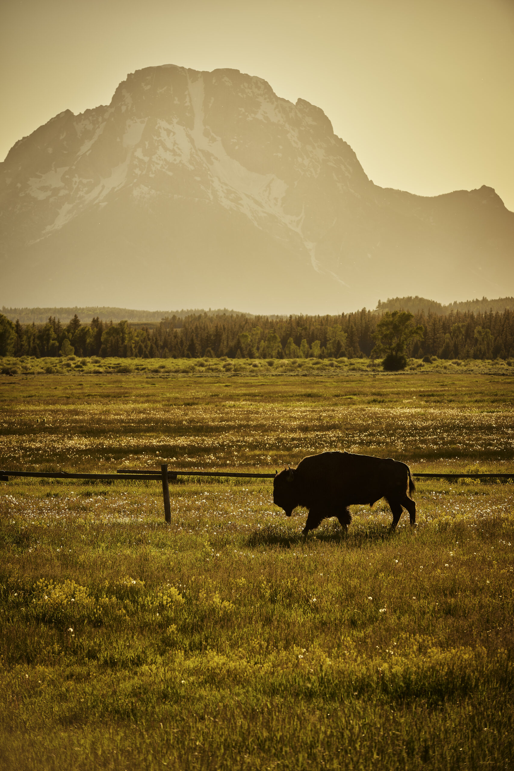Lone bison walking in front of the Teton mountains.